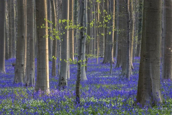 Framed Print : Blue flowering bluebells (Hyacinthoides non-scripta) in the copper beech (Fagus sylvatica) forest