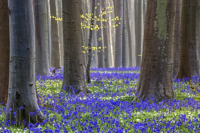 Framed Print : Blue flowering bluebells (Hyacinthoides non-scripta) in the copper beech (Fagus sylvatica) forest Framed Print : Blue flowering bluebells (Hyacinthoides non-scripta) in the copper beech (Fagus sylvatica) forest