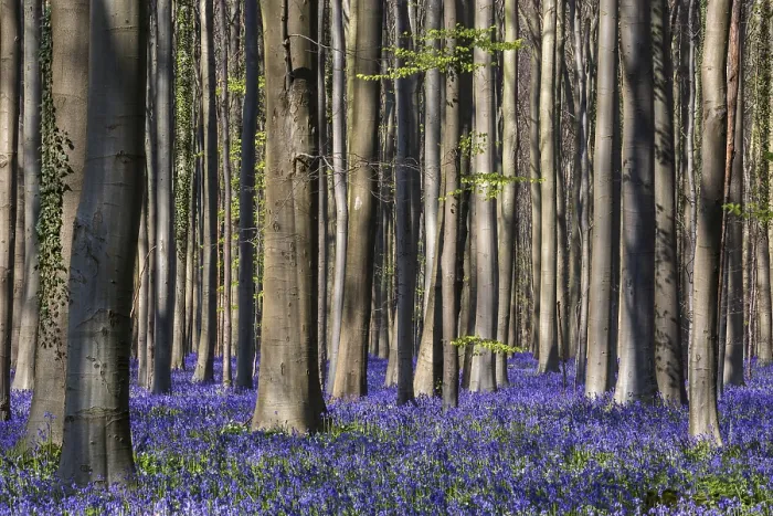 Framed Print : Blue flowering bluebells (Hyacinthoides non-scripta) in the copper beech (Fagus sylvatica) forest Framed Print : Blue flowering bluebells (Hyacinthoides non-scripta) in the copper beech (Fagus sylvatica) forest