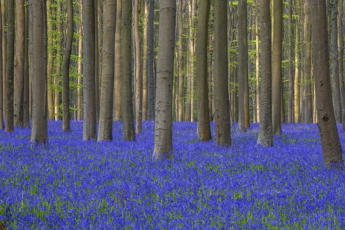 Framed Print : Blue flowering bluebells (Hyacinthoides non-scripta) in the copper beech (Fagus sylvatica) forest Framed Print : Blue flowering bluebells (Hyacinthoides non-scripta) in the copper beech (Fagus sylvatica) forest