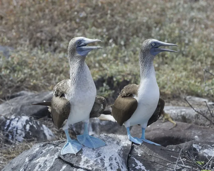 Framed Print : Blue-footed Boobies (Sula nebouxii) Framed Print : Blue-footed Boobies (Sula nebouxii)