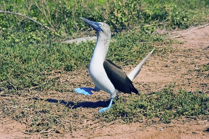 Framed Print : Blue-footed Booby (Sula nebouxii)