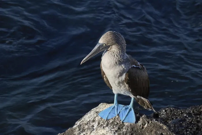Framed Print : Blue-footed Booby (Sula nebouxii)
