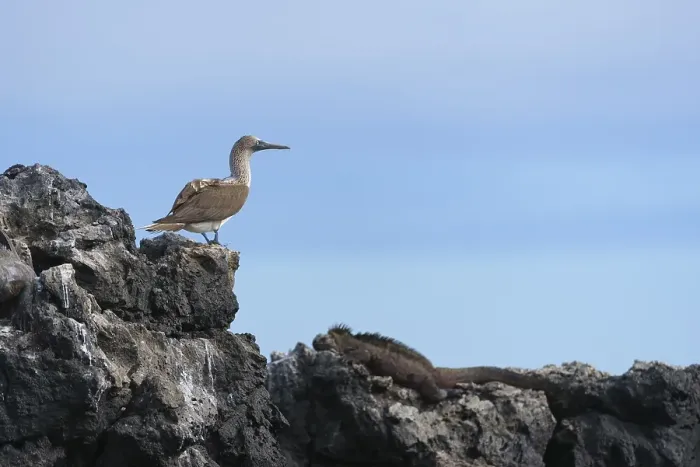 Framed Print : Blue-footed booby (Sula nebouxii) on rocks Framed Print : Blue-footed booby (Sula nebouxii) on rocks