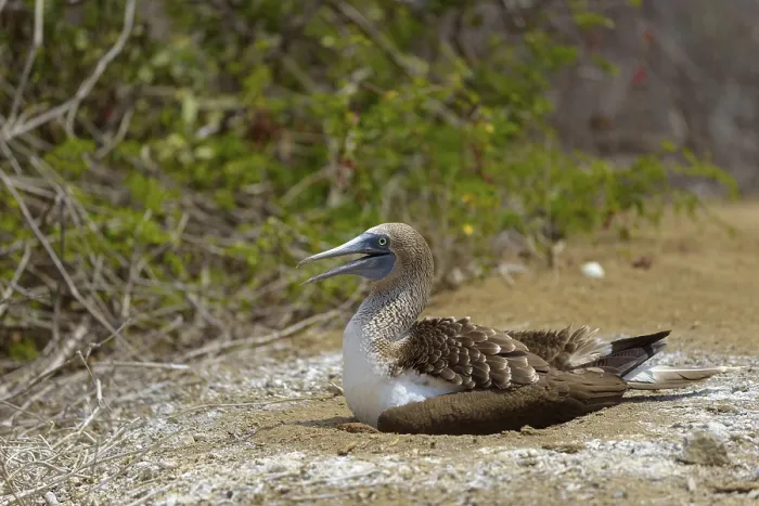 Framed Print : Blue-footed booby (Sula nebouxii) sitting in nest