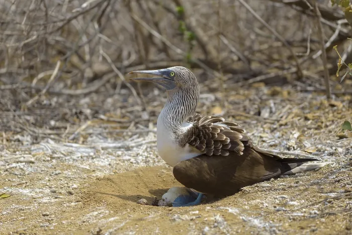 Framed Print : Blue-footed booby (Sula nebouxii) sitting in nest with eggs
