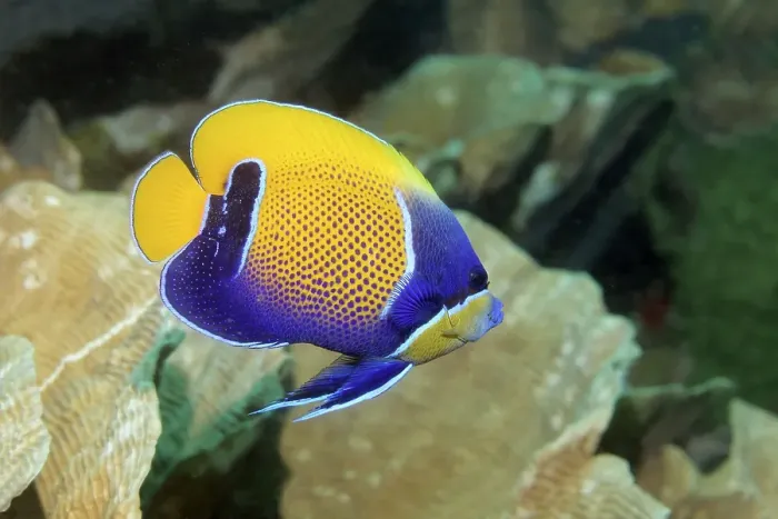 Framed Print : Blue-girdled angelfish (Pomacanthus navarchus) Raja Ampat Archipelago
