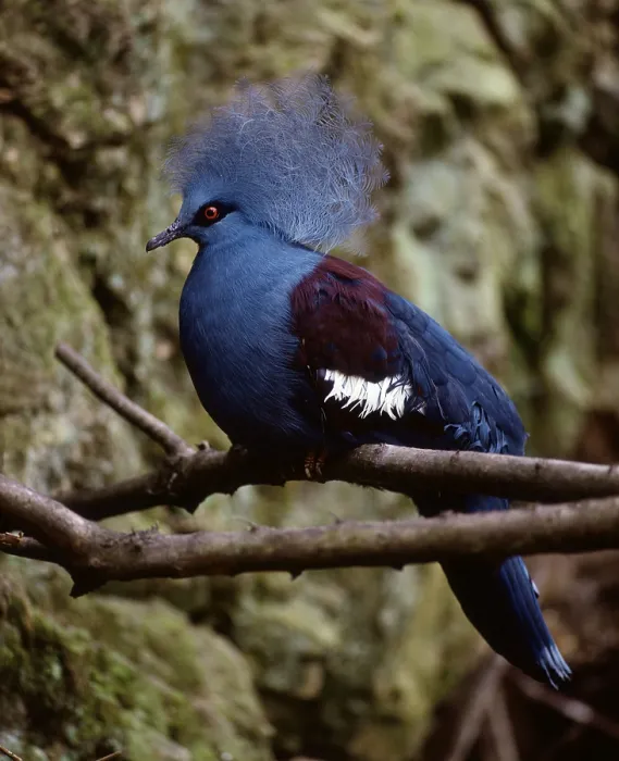 Framed Print : Blue-headed Western Crowned Pigeon (Goura cristata) Framed Print : Blue-headed Western Crowned Pigeon (Goura cristata)