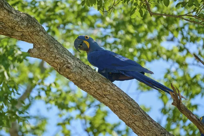 Framed Print : Blue Hyacinth Macaw sitting on a tree branch with sunny background Framed Print : Blue Hyacinth Macaw sitting on a tree branch with sunny background