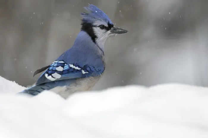 Framed Print : Blue Jay (Cyanocitta cristata)