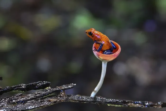 Framed Print : Blue jeans dart frog in Costa Rica sitting in a fungi cap Framed Print : Blue jeans dart frog in Costa Rica sitting in a fungi cap