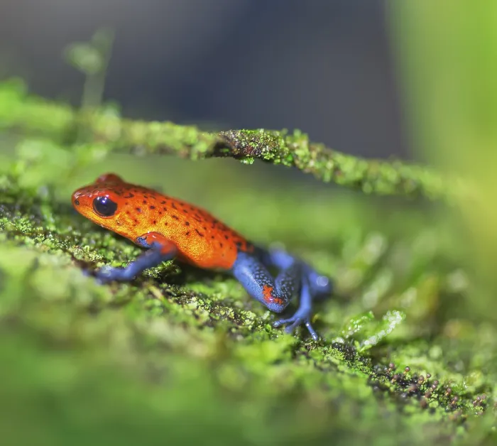 Framed Print : Blue jeans dart frog (Dendrobates pumilio) climbing twig