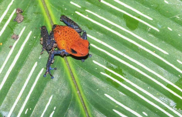Framed Print : Blue jeans dart frog (Dendrobates pumilio) on a leaf