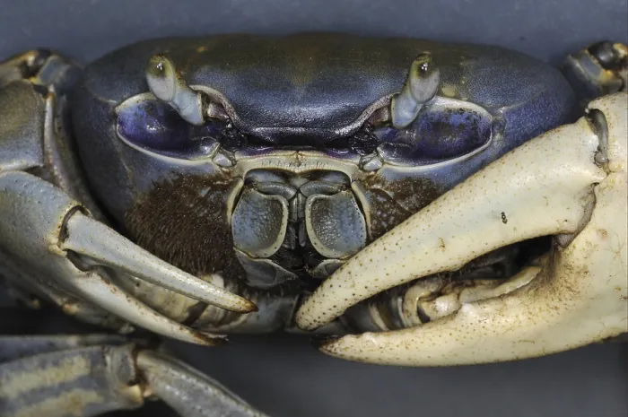 Framed Print : Blue land crab (Cardisoma guanhumi)