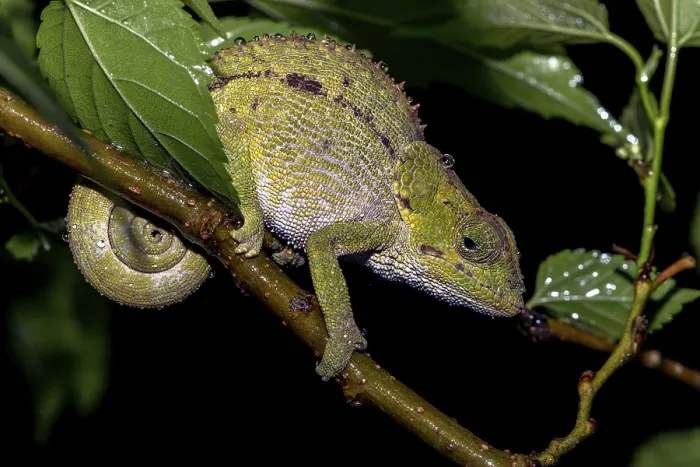 Framed Print : Blue legged Chameleon, (Calumma crypticim)