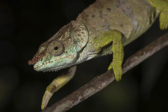 Framed Print : Blue-legged chameleon (Calumma crypticum)