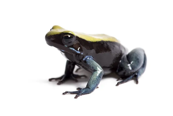 Framed Print : Blue-legged mantella, Mantella expectata