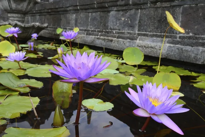 Framed Print : Blue lotus (Nymphaea caerulea) flower Framed Print : Blue lotus (Nymphaea caerulea) flower