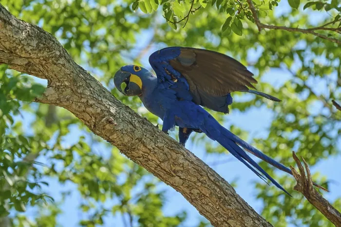 Framed Print : A blue macaw with spread wings on a branch