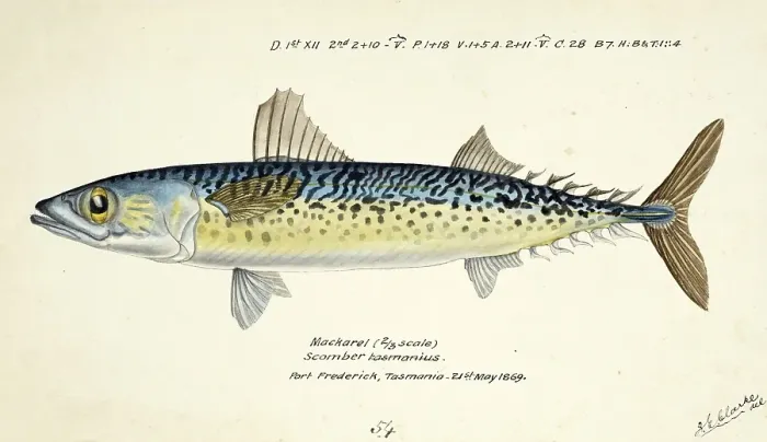Framed Print : Blue mackerel, also Chub mackerel, Pacific mackerel, slimy mackerel or spotted mackerel, Scomber australasicus, The blue mackerel, fish, reproduction of an original, by Frank Edward Clarke (b. 1849, d. 1899), ichthyologist and scientific draughtsman