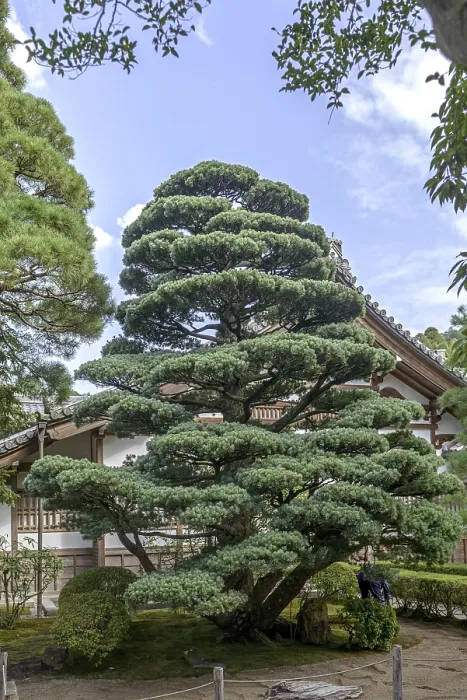 Framed Print : Blue maiden pine (Pinus parviflora Glauca')
