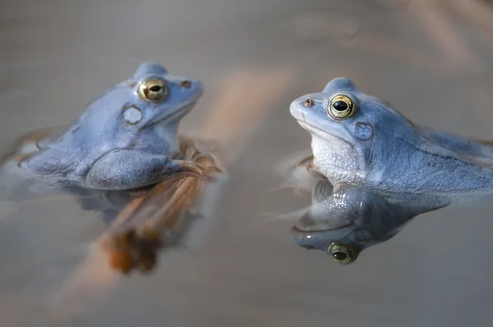 Framed Print : Blue moor frog (Rana arvalis) mating in the moor