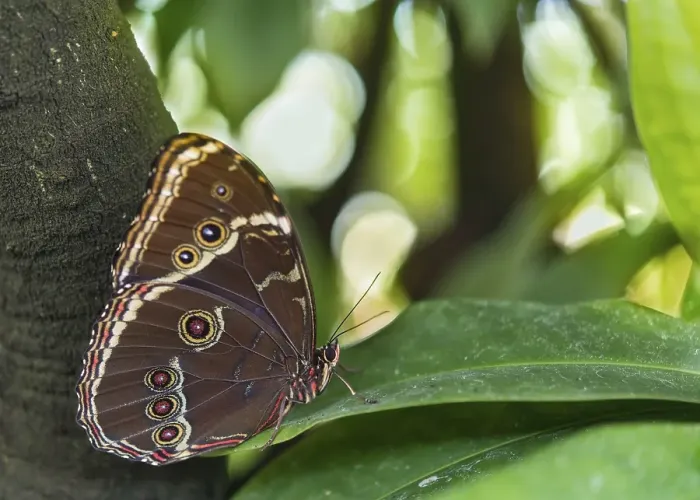 Framed Print : Blue Morpho (Morpho peleides), captive, Munich
