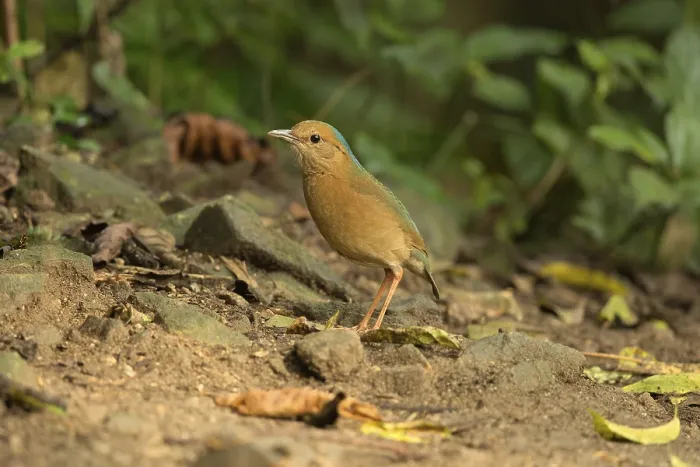 Framed Print : Blue-naped Pitta (Hydrornis nipalensis)