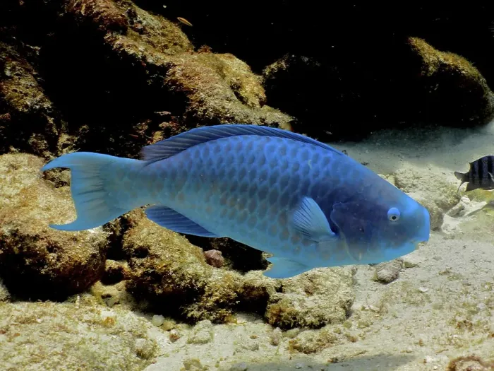 Framed Print : Blue parrotfish (Scarus coeruleus)