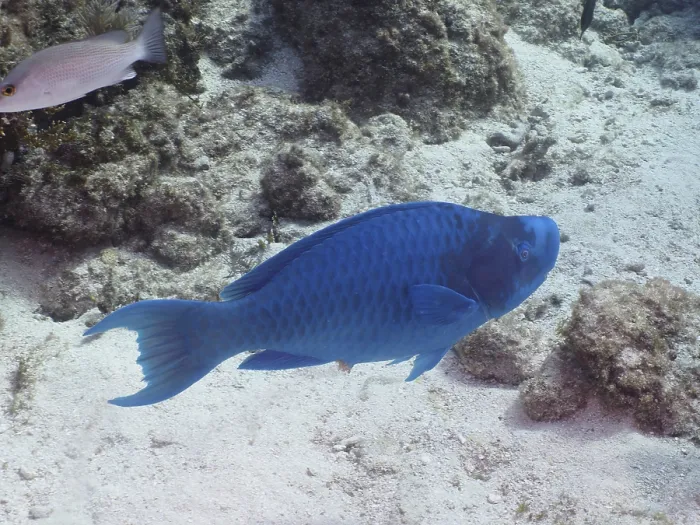 Framed Print : Blue parrotfish (Scarus coeruleus)