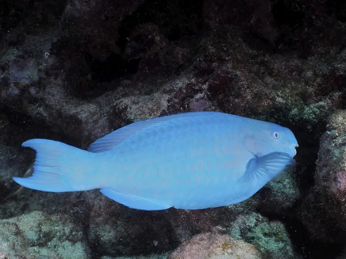 Framed Print : A blue parrotfish (Scarus coeruleus) glides across the seabed