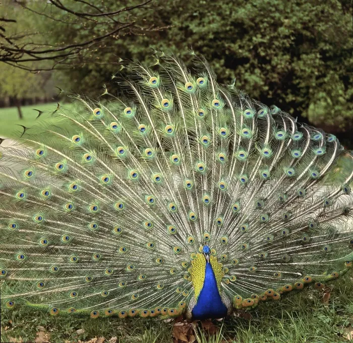 Framed Print : Blue Peacock (Pavo cristatus) displaying its tail feathers