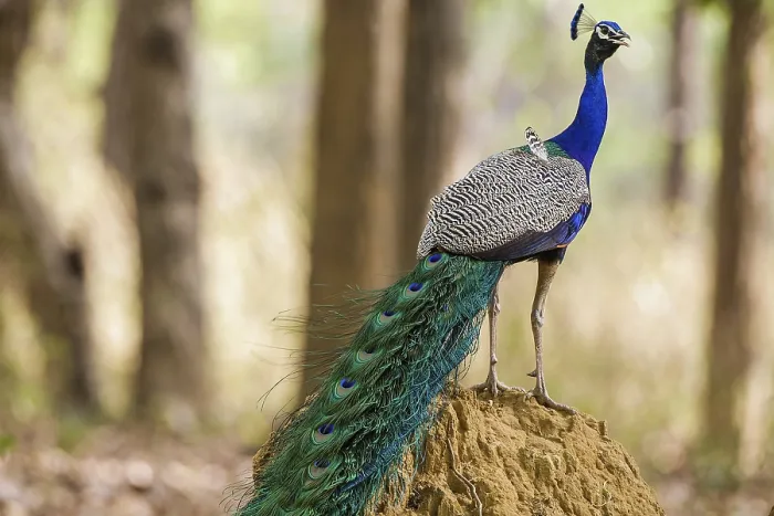 Framed Print : Blue peacock (Pavo cristatus), India