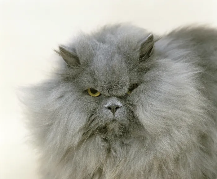 Framed Print : Blue Persian Domestic Cat, Portrait of Adult