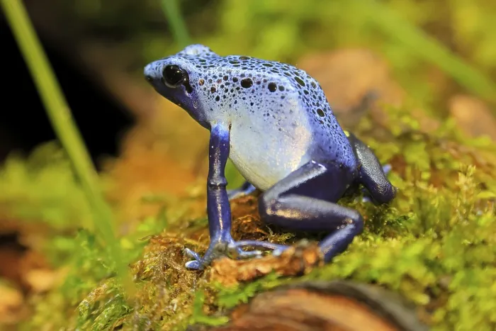 Framed Print : Blue poison dart frog (Dendrobates tinctorius)