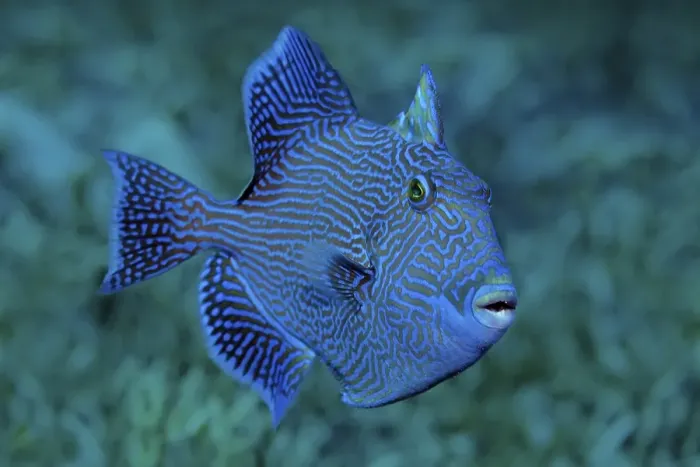 Framed Print : Blue or rippled triggerfish (Pseudobalistes fuscus) Framed Print : Blue or rippled triggerfish (Pseudobalistes fuscus)