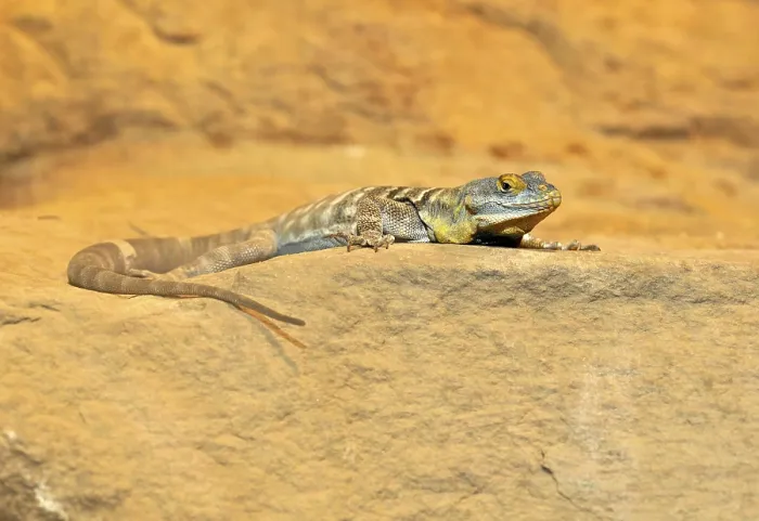 Framed Print : Blue Rock Lizard (Petrosaurus thalassinus) Framed Print : Blue Rock Lizard (Petrosaurus thalassinus)