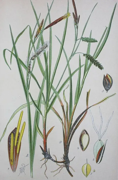 Framed Print : Blue sedge (Carex flacca), historical illustration from 1885 Framed Print : Blue sedge (Carex flacca), historical illustration from 1885