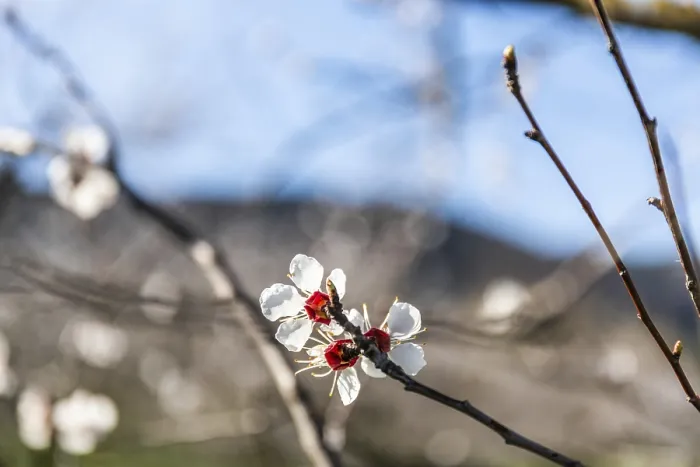 Framed Print : Blue sky, apricot blossom, apricot blossom