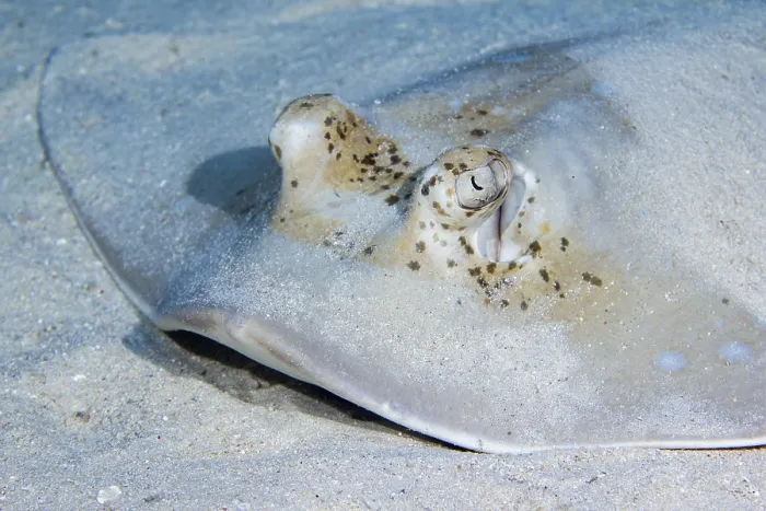 Framed Print : Blue spotted stingray (Neotrygon kuhlii) Framed Print : Blue spotted stingray (Neotrygon kuhlii)