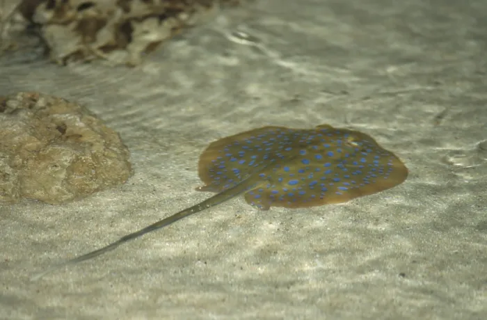 Framed Print : Blue-spotted stingray (Taeniura lymma)