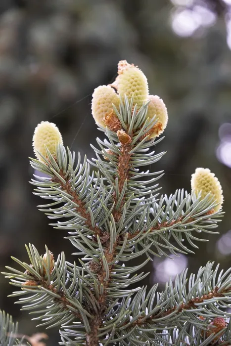 Framed Print : Blue spruce branch, with cobweb