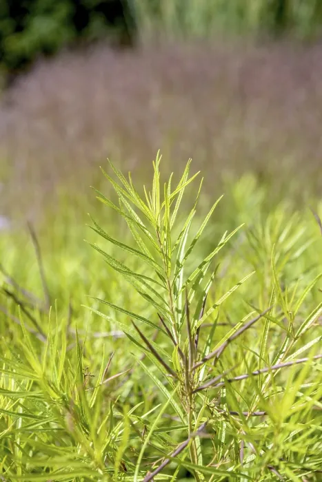 Framed Print : Blue star bush (Amsonia hubrichtii)