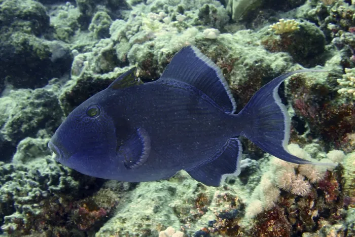 Framed Print : Blue-striped triggerfish (Pseudobalistes fuscus)