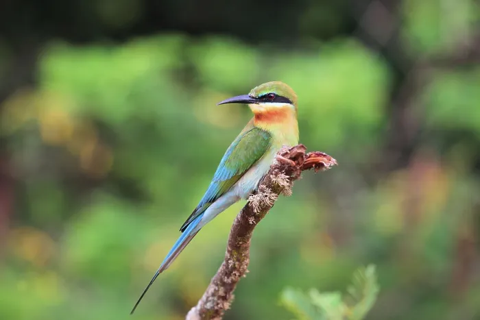 Framed Print : Blue-tailed bee-eater (Merops philippinus)