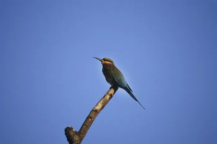 Framed Print : Blue-tailed Bee-eater (Merops philippinus)