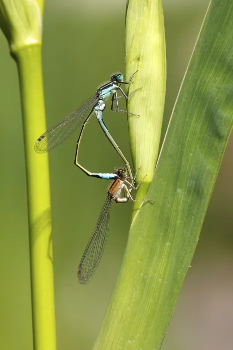 Framed Print : Blue-tailed damselflies (Ischnura elegans) Framed Print : Blue-tailed damselflies (Ischnura elegans)