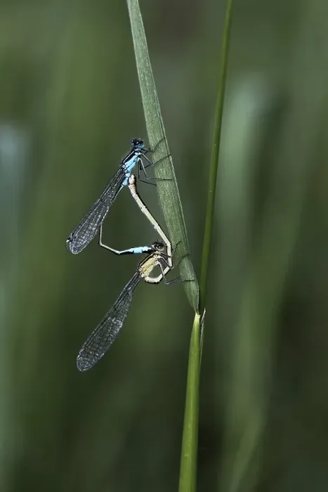 Framed Print : Blue-tailed Damselfly (Ischnura elegans) Framed Print : Blue-tailed Damselfly (Ischnura elegans)