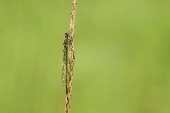 Framed Print : Blue-tailed damselfly (Ischnura elegans) Framed Print : Blue-tailed damselfly (Ischnura elegans)