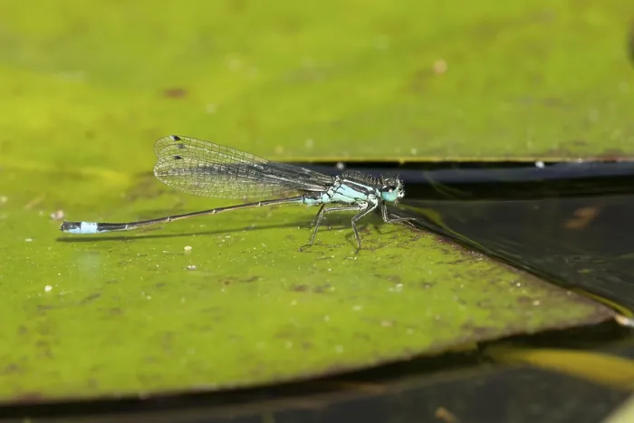 Framed Print : Blue tailed damselfly (Ischnura elegans) adult insect resting on a water lily pad leaf in a garden pond in summer